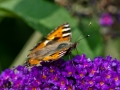 garden-10-of-11